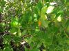image of Laguncularia racemosa