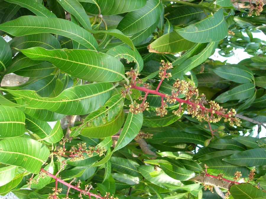 Anacardiaceae Mangifera indica