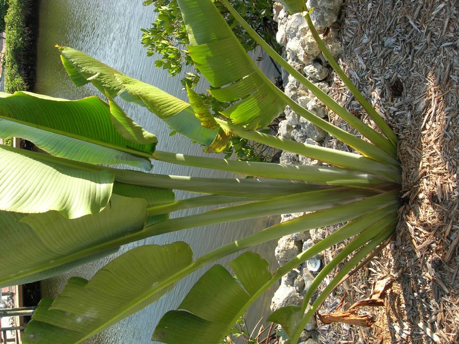 Strelitziaceae Ravenala madagascariensis