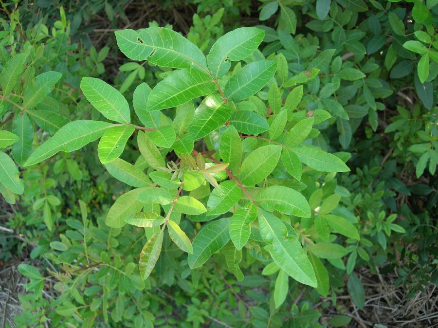 Anacardiaceae Schinus terebinthifolius