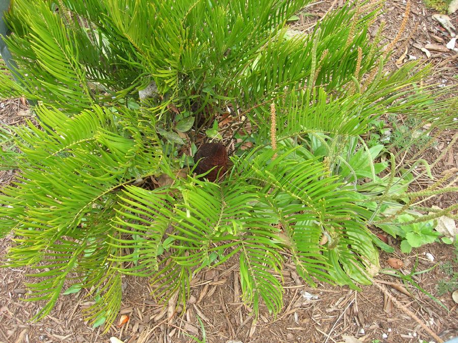 Zamiaceae Zamia pumila