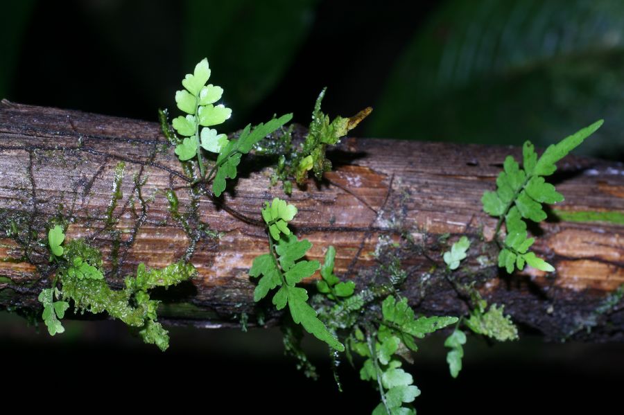 Aspleniaceae Asplenium auriculatum