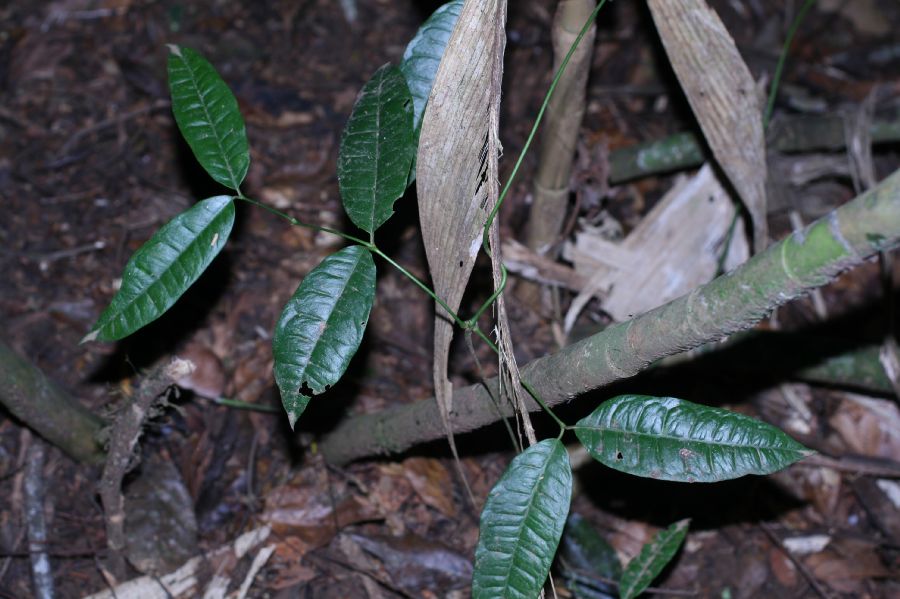 Gnetaceae Gnetum leyboldii