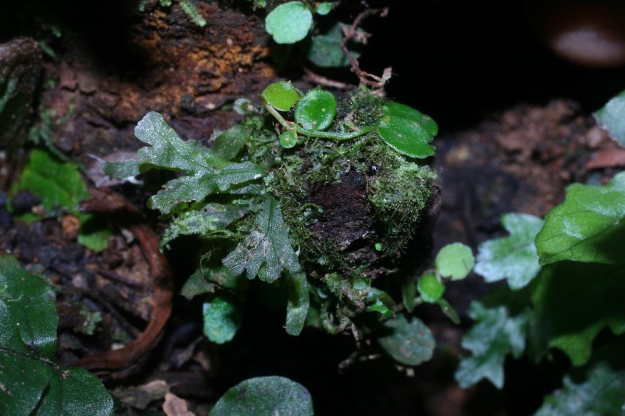 Hymenophyllaceae Vandenboschia collariatum