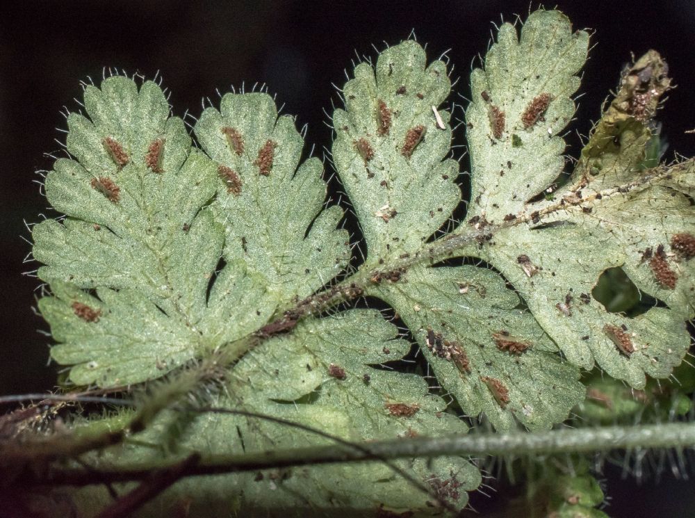Aspleniaceae Asplenium leucothrix