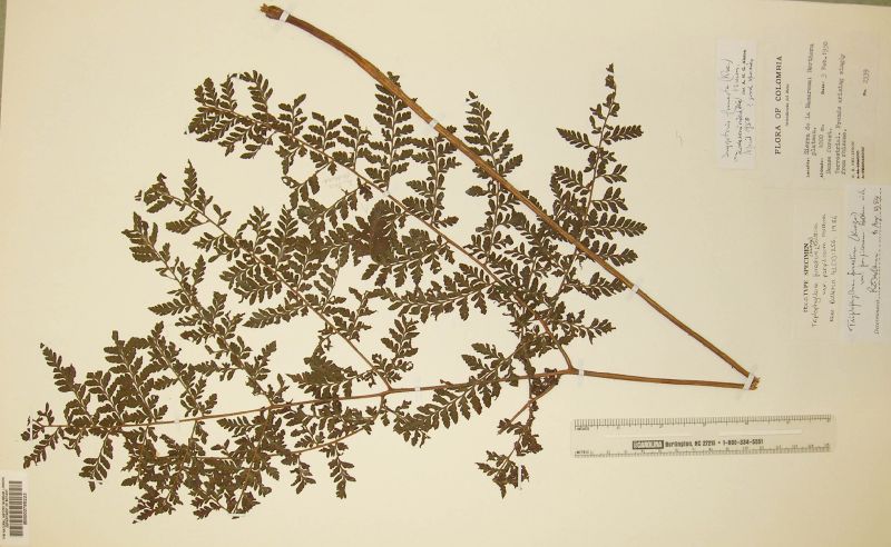 Tectariaceae Triplophyllum perpilosum