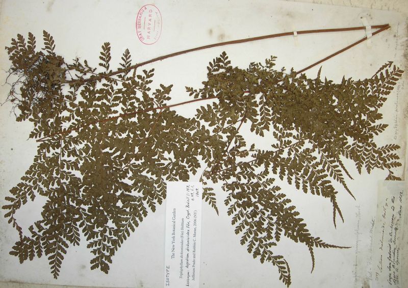 Tectariaceae Triplophyllum dicksonioides