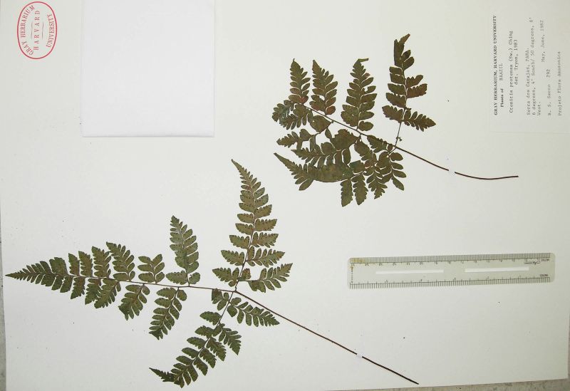 Tectariaceae Triplophyllum glabrum