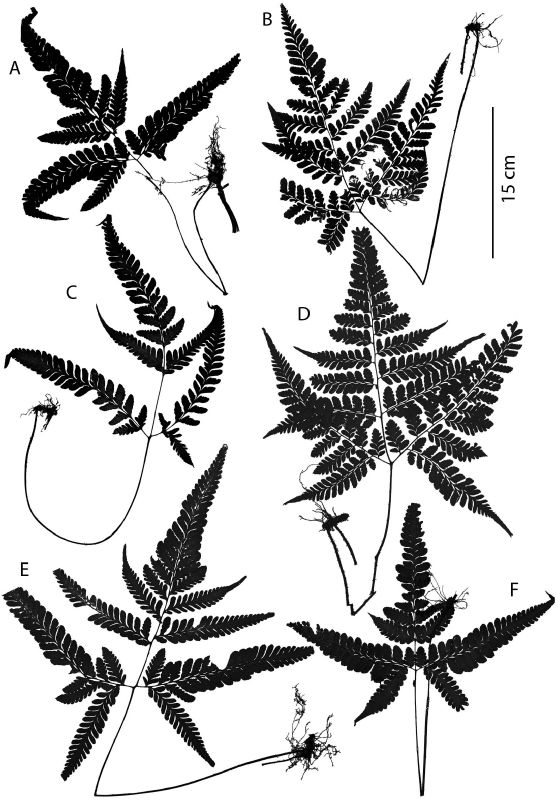 Tectariaceae Triplophyllum funestum