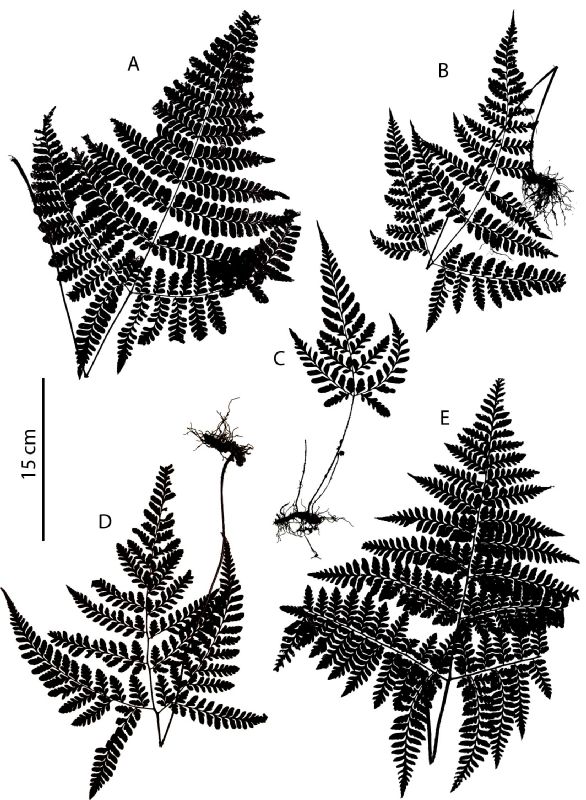 Tectariaceae Triplophyllum hirsutum