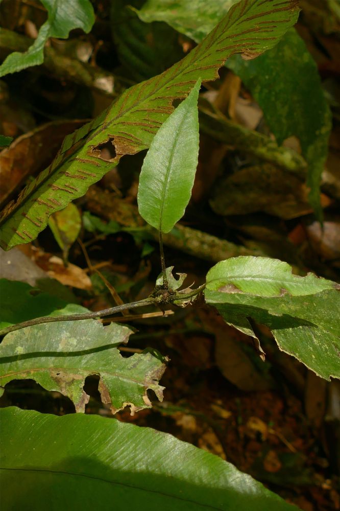 Athyriaceae Diplazium plantaginifolium