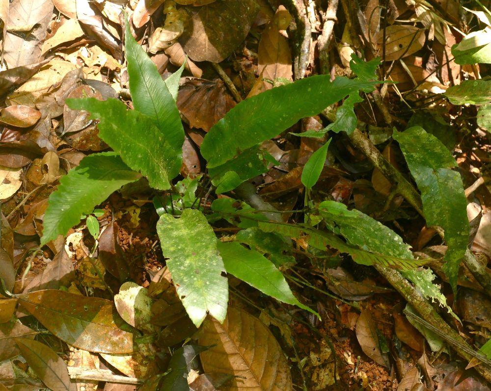 Athyriaceae Diplazium plantaginifolium