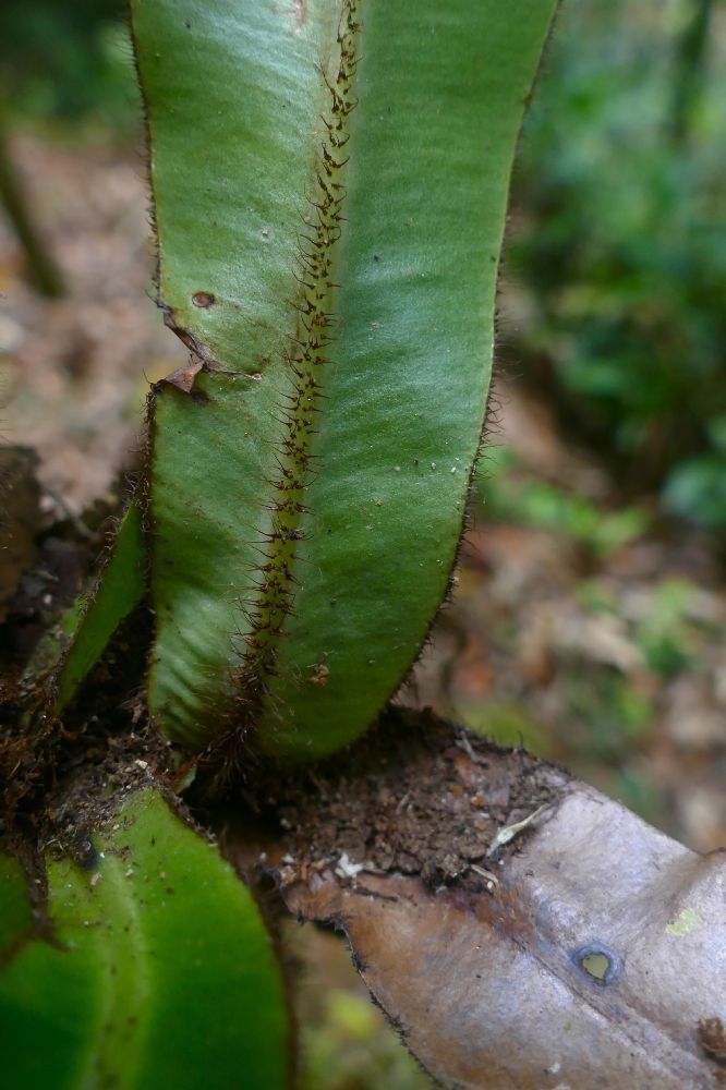 Dryopteridaceae Elaphoglossum backhousianum
