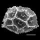 image of Asplenium platyneuron