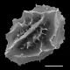 image of Asplenium platyneuron