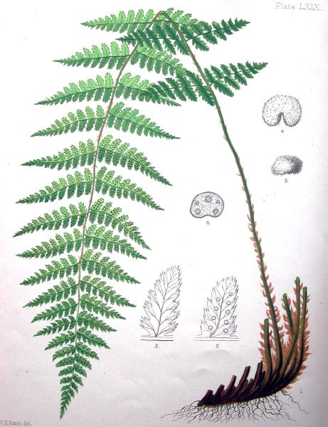 Dryopteridaceae Dryopteris boottii