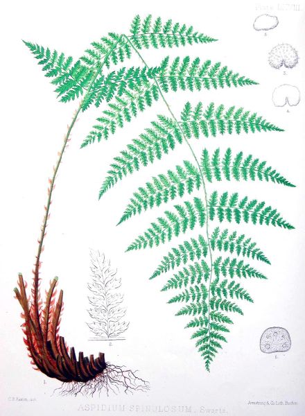 Dryopteridaceae Dryopteris intermedia