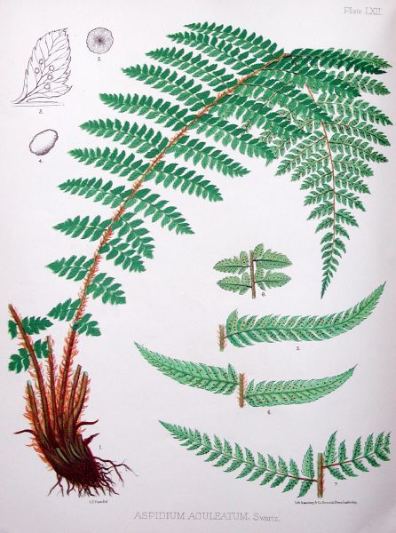 Dryopteridaceae Polystichum braunii