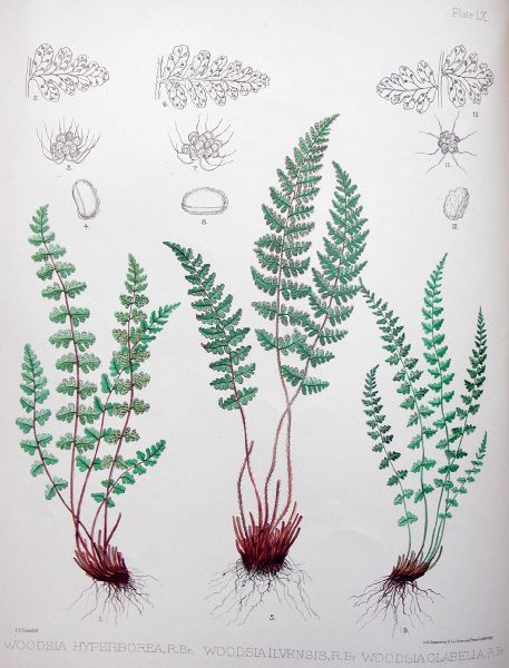Woodsiaceae Woodsia 