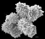 image of Elaphoglossum discolor