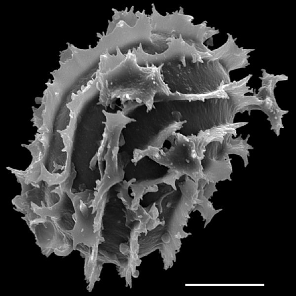 Dryopteridaceae Megalastrum alticola
