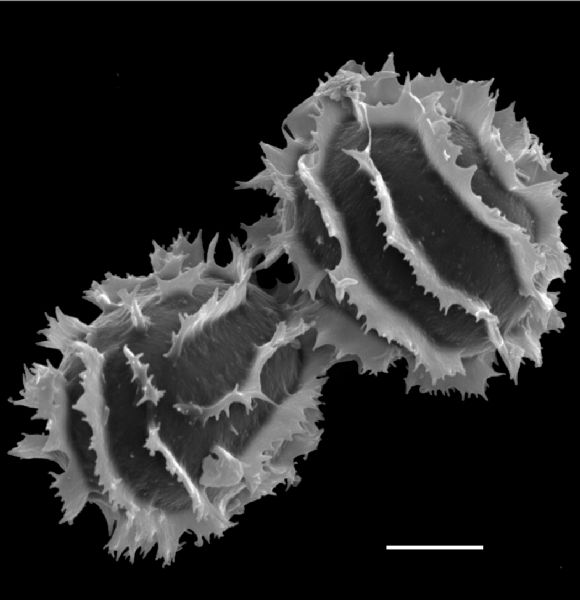 Dryopteridaceae Megalastrum alticola