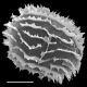 image of Megalastrum obtusum