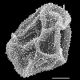 image of Dryopteris expansa