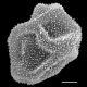 image of Dryopteris expansa