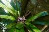 image of Elaphoglossum backhouseanum