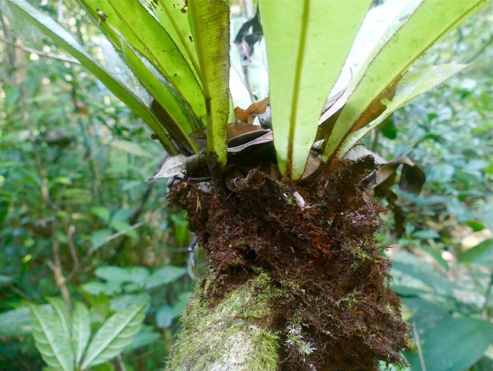 Dryopteridaceae Elaphoglossum backhouseanum