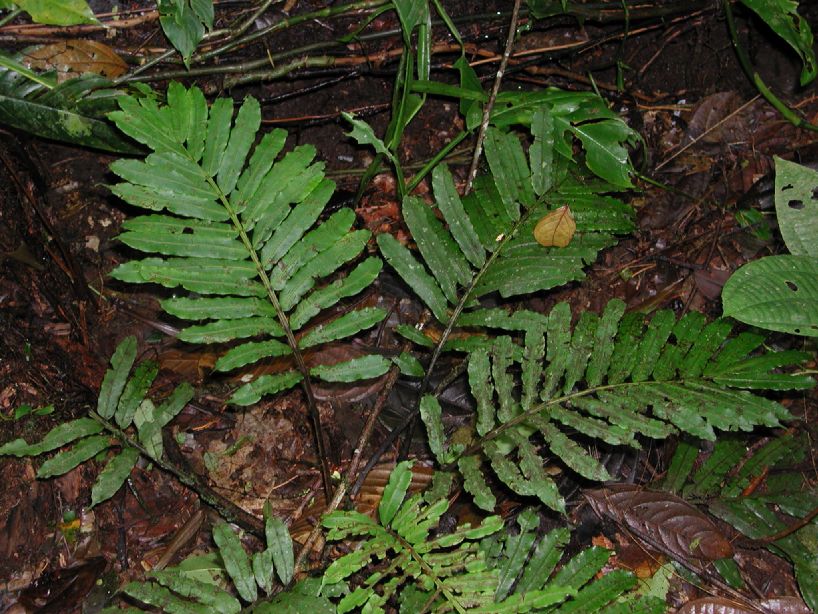 Marattiaceae Danaea nodosa