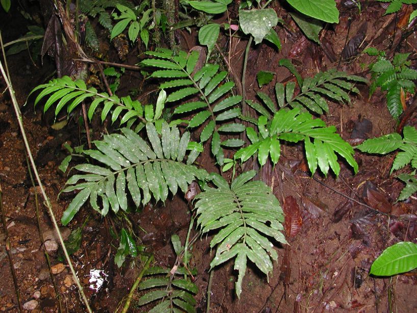 Marattiaceae Danaea longicaudata