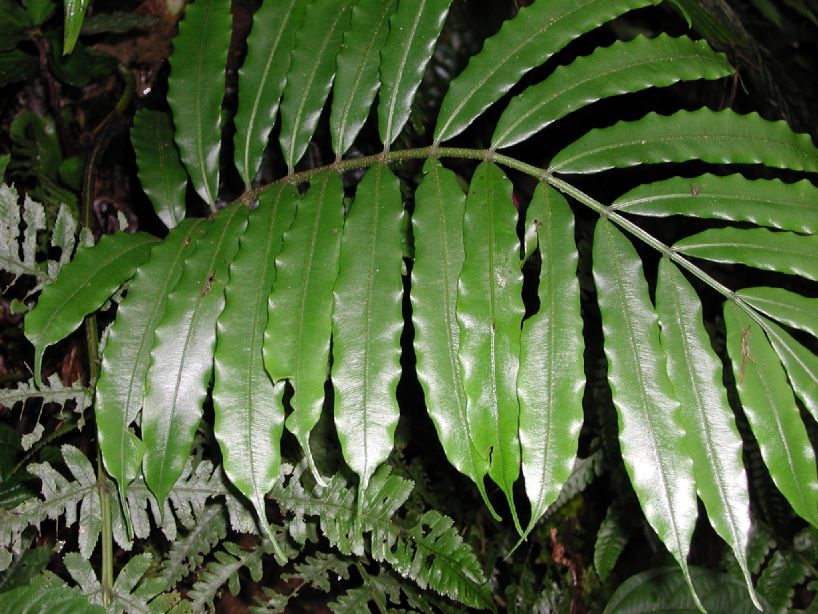 Marattiaceae Danaea longicaudata