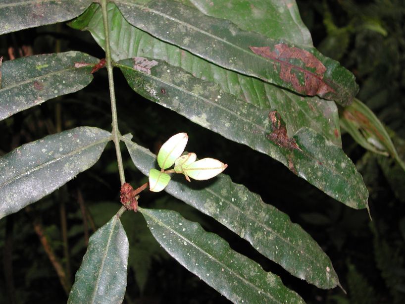 Marattiaceae Danaea erecta