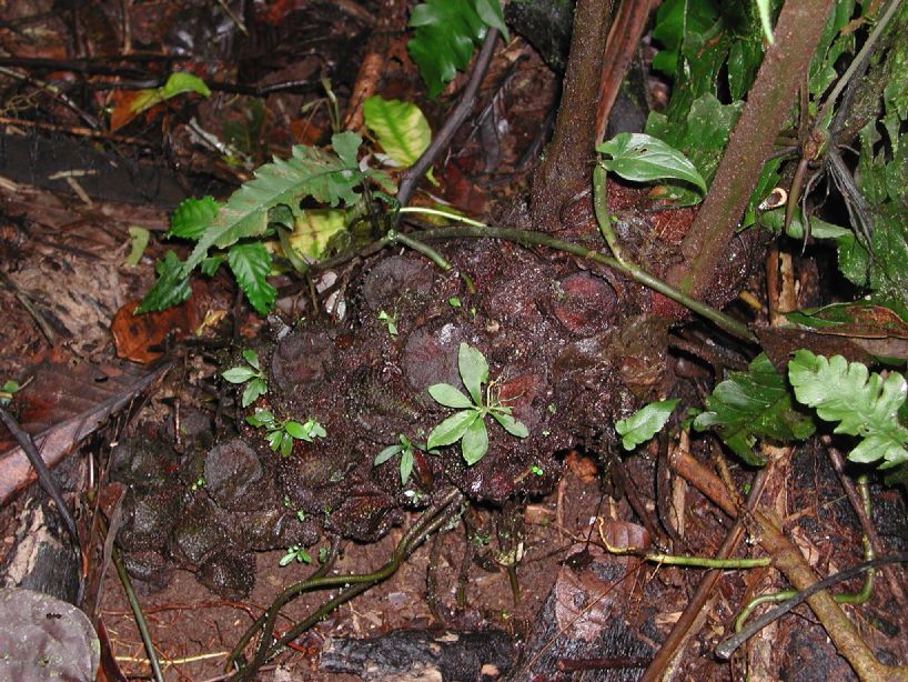 Marattiaceae Danaea nodosa