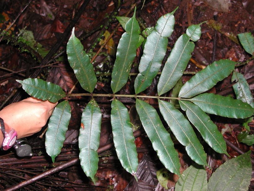 Marattiaceae Danaea nodosa