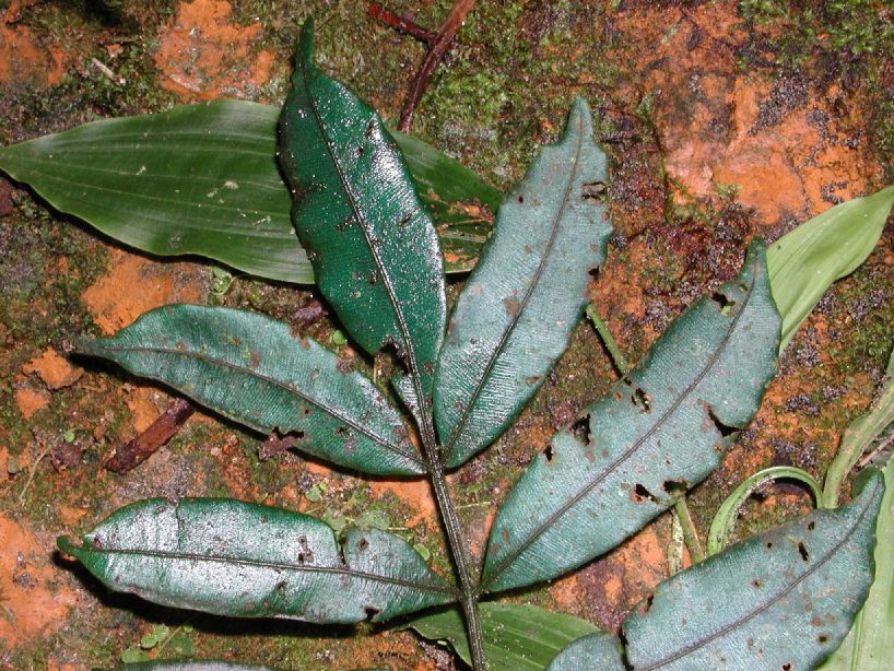 Marattiaceae Danaea nodosa