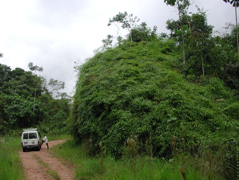 Gleicheniaceae Gleichenella pectinata