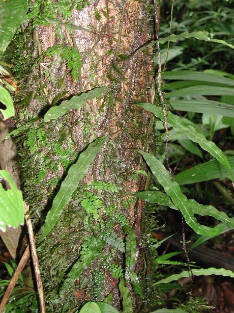 Dryopteridaceae Elaphoglossum amygdalifolium