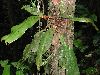 image of Elaphoglossum decoratum