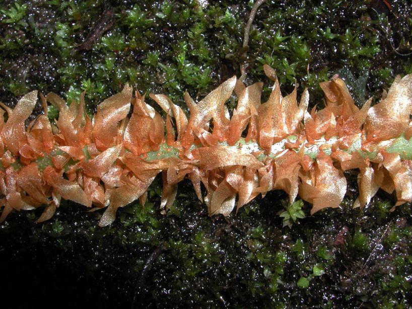 Dryopteridaceae Elaphoglossum decoratum
