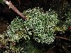image of Elaphoglossum peltatum