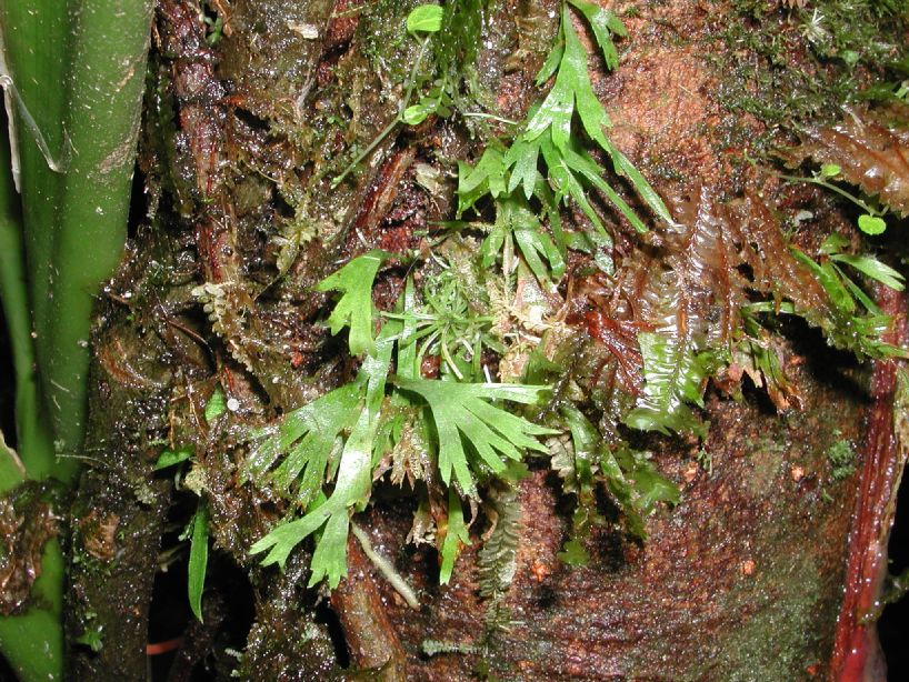 Pteridaceae Hecistopteris pumila