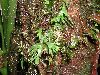 image of Hecistopteris pumila
