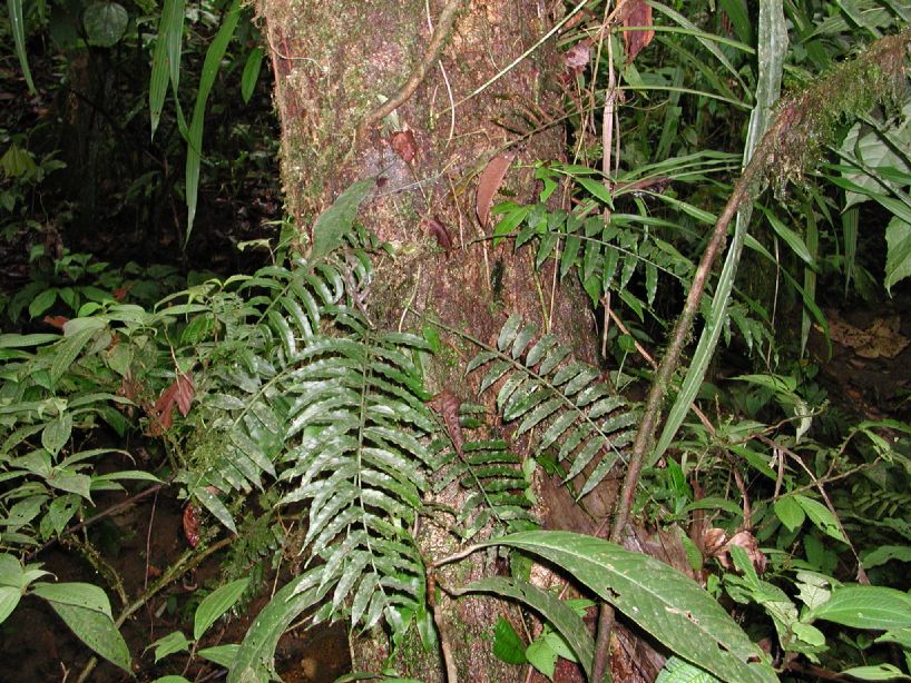 Lomariopsidaceae Lomariopsis salicifolia