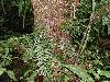 image of Lomariopsis salicifolia
