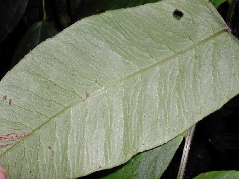 Dryopteridaceae Polybotrya andina