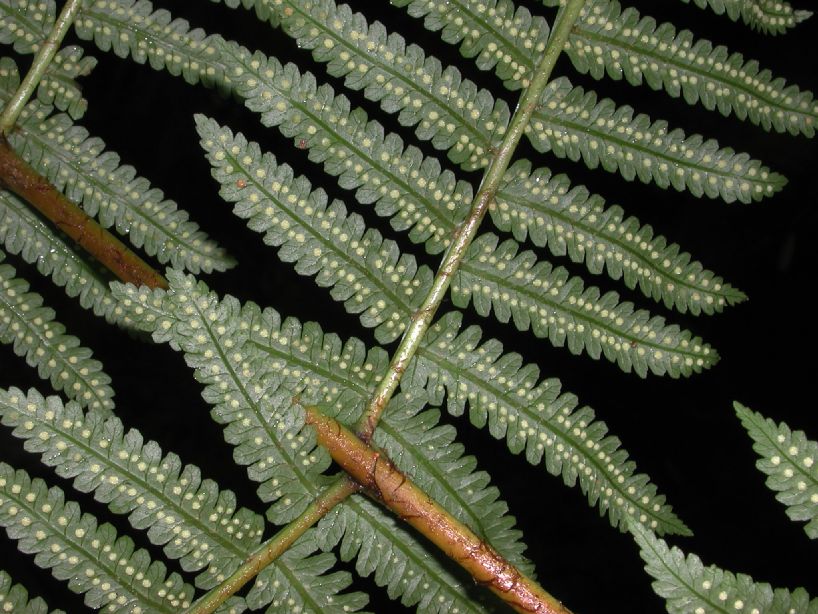 Dryopteridaceae Stigmatopteris lechleri