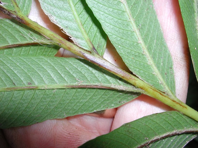 Thelypteridaceae Meniscium angustifolium
